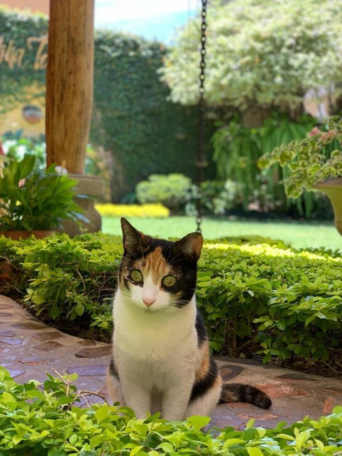 Hostal Villa Toscana グアテマラシティ エクステリア 写真